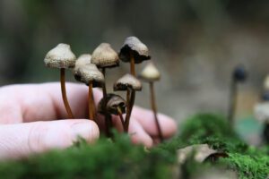 How to Have The Best Magic Mushroom Trip - Top Shelf Shrooms - Magic Mushrooms Canada - Buy Shrooms Online