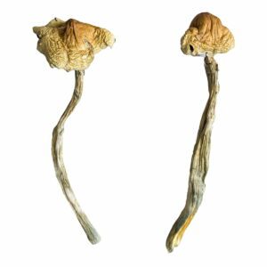 Jedi Mind Fuck strain of magic mushrooms, psychedelic mushrooms from Top Shelf Shrooms