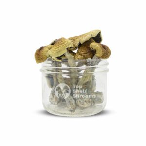B+ strain of psychedelic mushrooms from Top Shelf Shrooms
