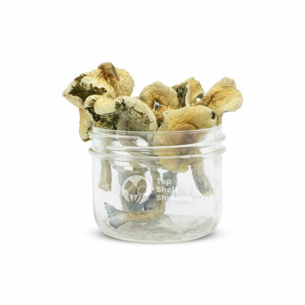 jar with mazatapec mushrooms, golden caps