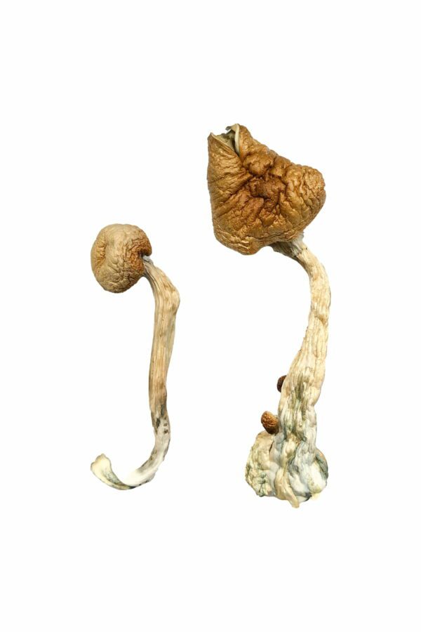 Discover the Magic of Blue Meanie Mushrooms - A Unique Strain of Psilocybe Cubensis