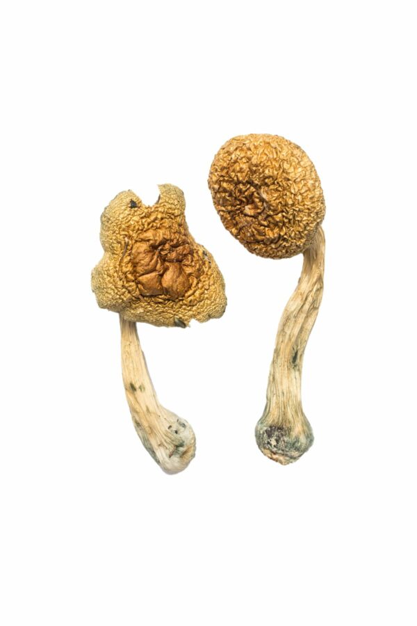 Penis Envy Mushrooms side by side with thick stems