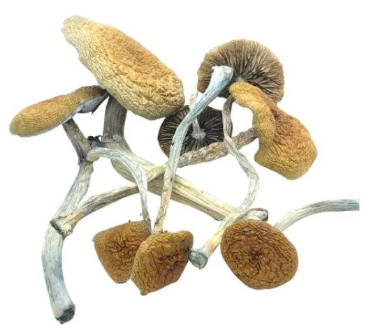 Mckenaii Magic Mushrooms – Buy Online – Top Shelf Shrooms