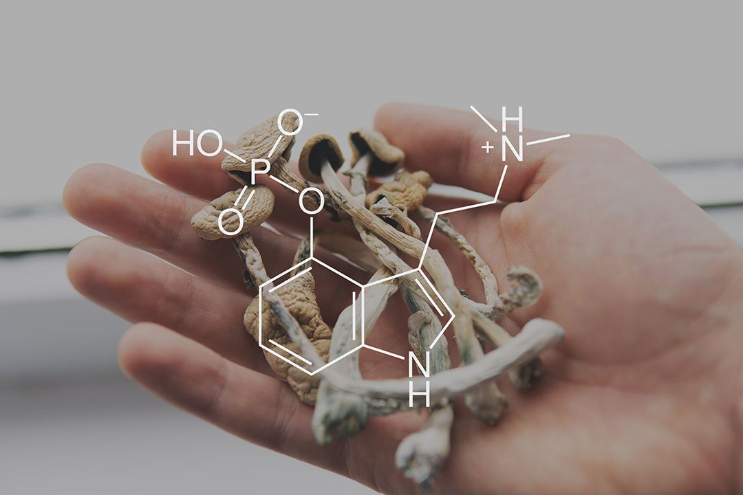 A hand holding dried psilocybin mushrooms with the chemical structure of psilocybin overlayed, symbolizing the active compound in magic mushrooms used for microdosing.