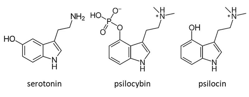 Chemical Compounds of Seratonin, Psilocybin, and Psilocin