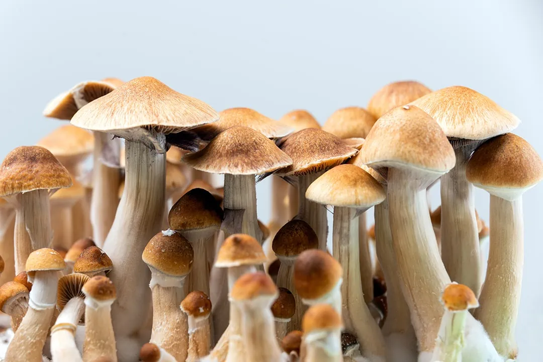Psilocybe cubensis magic mushrooms