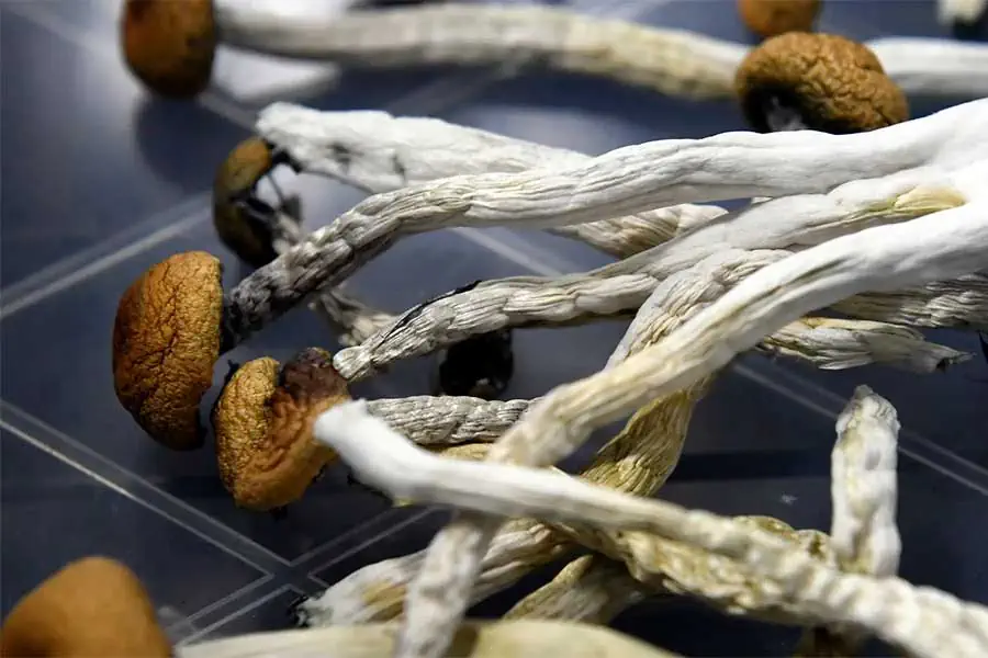 Close up of dried psilocybe cubensis mushrooms, also known as magic mushrooms, illustrating the common question of "Do Psychedelic Mushrooms Go Bad?"