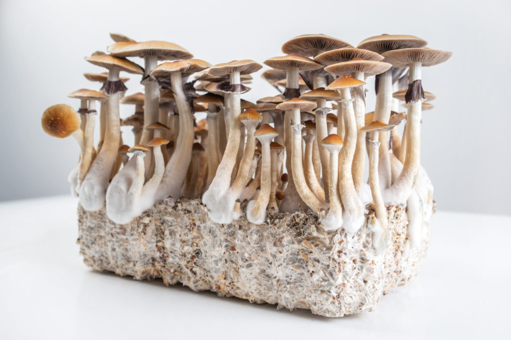 Golden Teacher mushroom strain