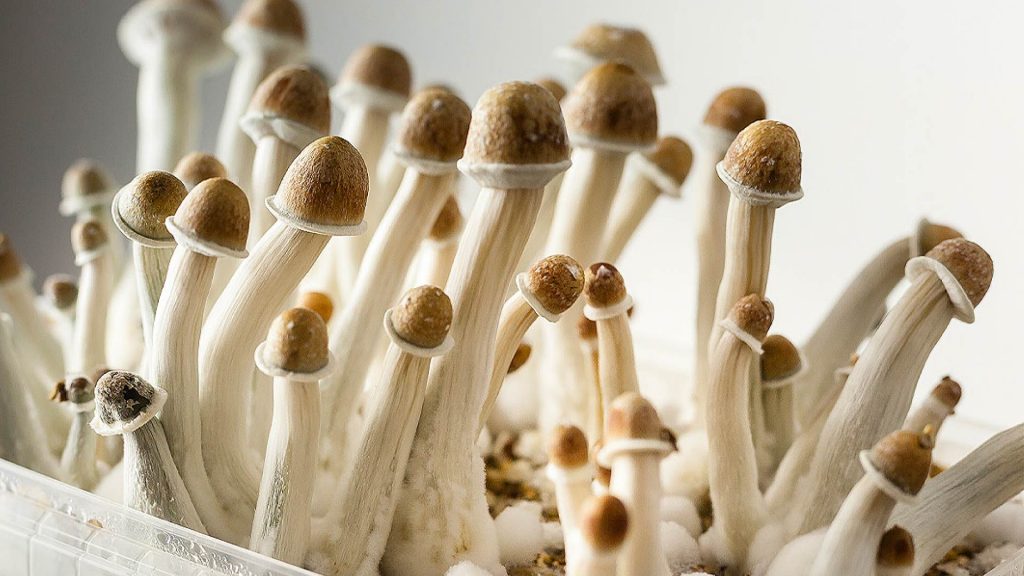 Penis Envy mushroom strain